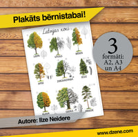 Plakāts "Latvijas koki"
