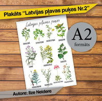 Plakāts "Latvijas pļavas puķes Nr.2"