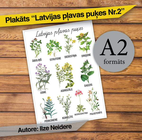 Plakāts "Latvijas pļavas puķes Nr.2"